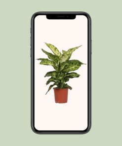 Dieffenbachia Mars - Ø17Cm - ↕50Cm - Afbeelding 4