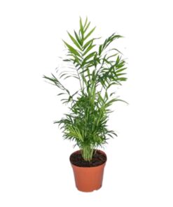 Chamaedorea Elegans - Mexicaanse Bergpalm