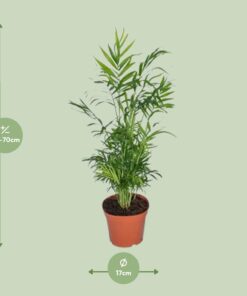 Chamaedorea Elegans - Mexicaanse Bergpalm - Afbeelding 2