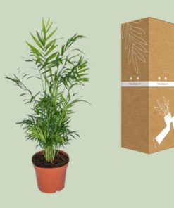 Chamaedorea Elegans - Mexicaanse Bergpalm - Afbeelding 3
