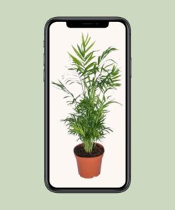 Chamaedorea Elegans - Mexicaanse Bergpalm - Afbeelding 4