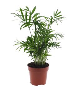 Chamaedorea Elegans - Mexicaanse Bergpalm - Afbeelding 5