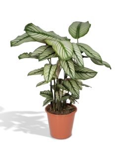 Calathea Whitestar - Pauwenplant - Ø19Cm - ↕50Cm