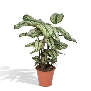 Calathea Whitestar – Pauwenplant – blad dat beweegt met het licht – ±19 cm