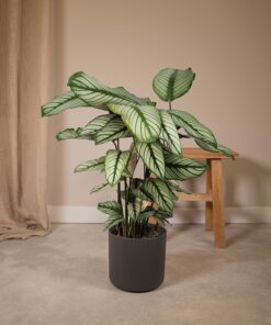 Calathea Whitestar - Pauwenplant - Ø19Cm - ↕50Cm - Afbeelding 2