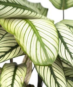 Calathea Whitestar - Pauwenplant - Ø19Cm - ↕50Cm - Afbeelding 3
