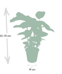 Calathea Whitestar - Pauwenplant - Ø19Cm - ↕50Cm - Afbeelding 4