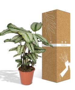 Calathea Whitestar - Pauwenplant - Ø19Cm - ↕50Cm - Afbeelding 5
