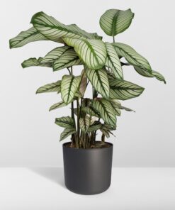 Calathea Whitestar - Pauwenplant - Ø19Cm - ↕50Cm - Afbeelding 8
