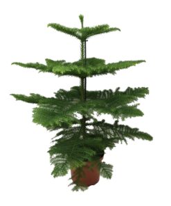Araucaria Heterophylla
