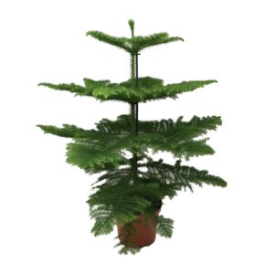 Araucaria Heterophylla