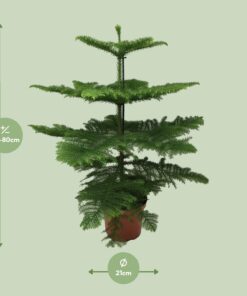 Araucaria Heterophylla - Afbeelding 2