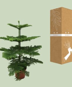 Araucaria Heterophylla - Afbeelding 3