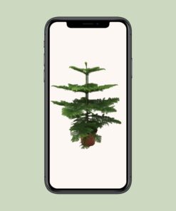 Araucaria Heterophylla - Afbeelding 4