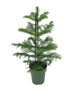 Araucaria Heterophylla - Afbeelding 5