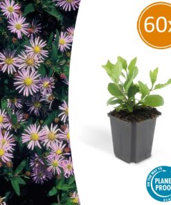 60X Aster Ageratoides 'Asran' - ↕10-25Cm - Ø9Cm