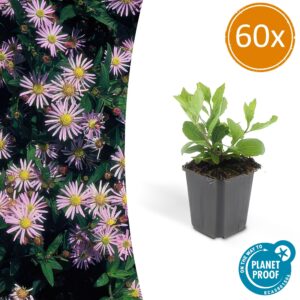 Aster ageratoides 'Asran' – lichtblauwe herfstbloem voor volle zon – 10-25 cm
