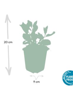 60X Aster Ageratoides 'Asran' - ↕10-25Cm - Ø9Cm - Afbeelding 2
