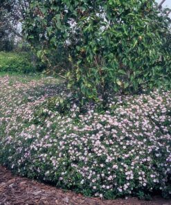 60X Aster Ageratoides 'Asran' - ↕10-25Cm - Ø9Cm - Afbeelding 5