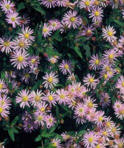 60X Aster Ageratoides 'Asran' - ↕10-25Cm - Ø9Cm - Afbeelding 6