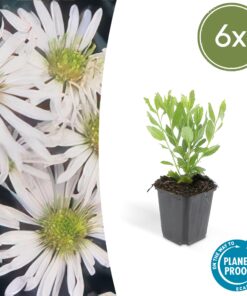 6X Aster Ageratoides 'Ashvi' - ↕10-25Cm - Ø9Cm