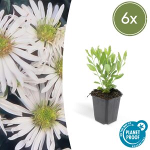 Aster ageratoides 'Ashvi' – langbloeiende herfstaster – 10-25 cm