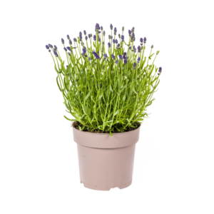 Lavandula Angustifolia Ø19Cm - ↕40 - 50Cm