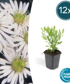 12X Aster Ageratoides 'Ashvi' - ↕10-25Cm - Ø9Cm