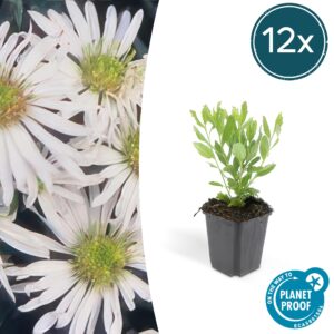 Aster ageratoides 'Ashvi' – winterharde herfstbloeier – 10-25 cm