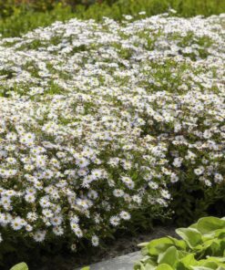 12X Aster Ageratoides 'Ashvi' - ↕10-25Cm - Ø9Cm - Afbeelding 6