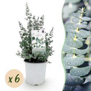 Green Boutiq - Terrasplant - Eucalyptus Boom - Eucalyptus Gunni  - Grijs - 6 Planten - Winterhard - Pot 17Cm Hoogte 40Cm
