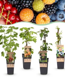 Green Boutiq - Fruitplant - Ribes -Rubes-Vaccinium Mix - Rainbow - Winterhard - Rode Bes - Zwarte Braam - Gele Framboos - Blauwe Bes - 4 Planten - Pot 15Cm - Hoogte 50Cm