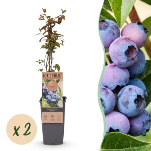 Green Boutiq - Fruitplant - Vaccinium Corymbosum Jersey - Bosbes - Winterhard - Blauwe Bes - 2 Planten - Pot 15Cm - Hoogte 50Cm