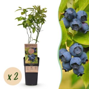 Green Boutiq - Fruitplant - Vaccinium Corymbosum Patriot - Bosbes - Winterhard - Blauwe Bes - 2 Planten - Pot 15Cm - Hoogte 50Cm