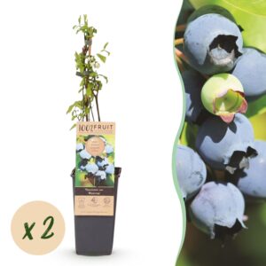 Green Boutiq - Fruitplant - Vaccinium Corymbosum Bluecrop - Bosbes - Winterhard - Blauwe Bes - 2 Planten - Pot 15Cm - Hoogte 50Cm