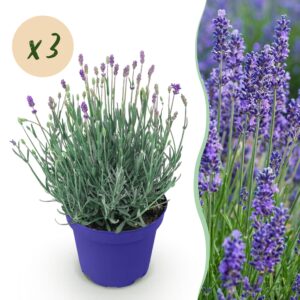 Green Boutiq - Tuinplant - Lavandula Angustifolia Hidcote - Lavendel - Winterhard - Paars - 3 Planten - Pot 12Cm - Hoogte 15-25Cm