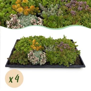 Green Boutiq - Bodembedekker - Winterhard - Sedum Mat - Bestaat Uit 10 Soorten - X4 - Weinig Onderhoud - Lengte 50 Breedte 30