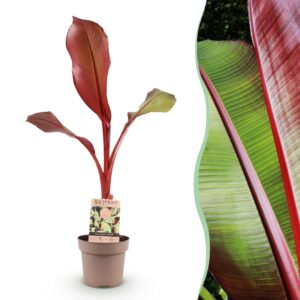 Green Boutiq - Fruitplant - Musa Ensete Maurelli - Bananenboom - Winterhard - Rood-Groen - 1 Planten - Pot 21Cm - Hoogte 90Cm