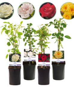 Green Boutiq - Klimroos - Rosa Rainbow - Bloemen Roze Wit Geel Rood - Weinig Onderhoud - 4 Planten - Pot 11Cm Hoogte 40Cm