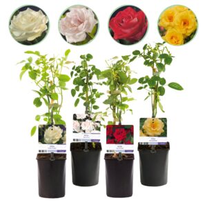 Klimroos Rainbow (Rosa 'Rainbow') – meerkleurige met geurende bloemen – pot 11 cm, ±40 cm