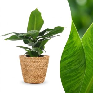 Green Boutiq - Musa Oriental Dwarf - Dwergbanaan - 1 Plant - Met Mand - Pot 12Cm - Hoogte 30Cm