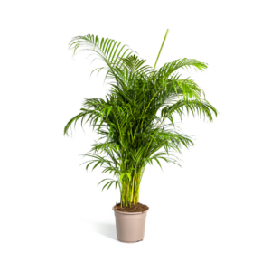 Dypsis Areca Lutescens Ø27Cm - ↕150 - 170Cm