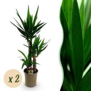 Green Boutiq - Kamerplant - Yucca Elephantipes - Yucca - Weinig Onderhoud - Groen - 2 - Pot 21Cm - Hoogte 100Cm