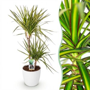 Green Boutiq - Kamerplanten - Dracaena Sunray - Drakenbloedboom - Weinig Onderhoud - Groen - 1 Plant - Met Potter Wit - Pot 21Cm - Hoogte 90-100Cm
