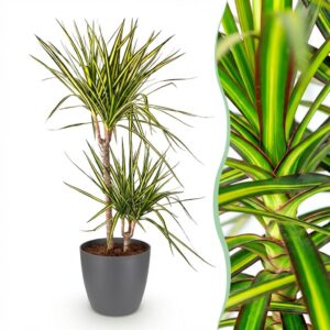 Green Boutiq - Kamerplanten - Dracaena Sunray - Drakenbloedboom - Weinig Onderhoud - Groen - 1 Plant - Met Potter Grijs - Pot 21Cm - Hoogte 90-100Cm