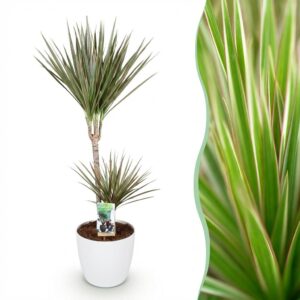Green Boutiq - Kamerplanten - Dracaena Marginata Bicolor - Drakenbloedboom - Weinig Onderhoud - Groen - 1 Plant - Met Potter Wit - Pot 21Cm - Hoogte 90-100Cm