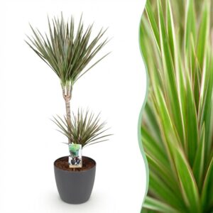 Green Boutiq - Kamerplanten - Dracaena Marginata Bicolor - Drakenbloedboom - Weinig Onderhoud - Groen - 1 Plant - Met Potter Grijs - Pot 21Cm - Hoogte 90-100Cm