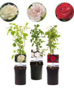 Green Boutiq - Klimroos - Rosa Tricolour  - Bloemen Roze Wit Rood - Weinig Onderhoud - 3 Planten - Pot 11Cm Hoogte 40Cm