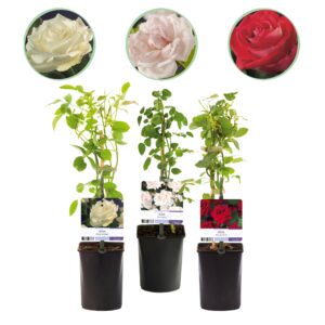 Klimroos (Rosa 'Tricolour') – driekleuring bloeiende – pot 11 cm, ±40 cm