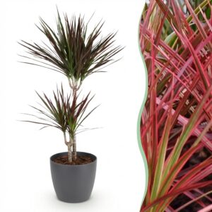 Green Boutiq - Kamerplanten - Dracaena Magenta - Drakenbloedboom - Weinig Onderhoud - Groen - 1 Plant - Met Potter Grijs - Pot 21Cm - Hoogte 90-100Cm